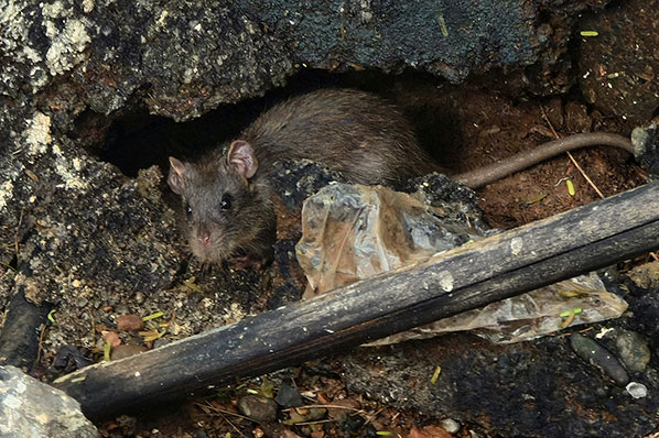 Pest Prevention